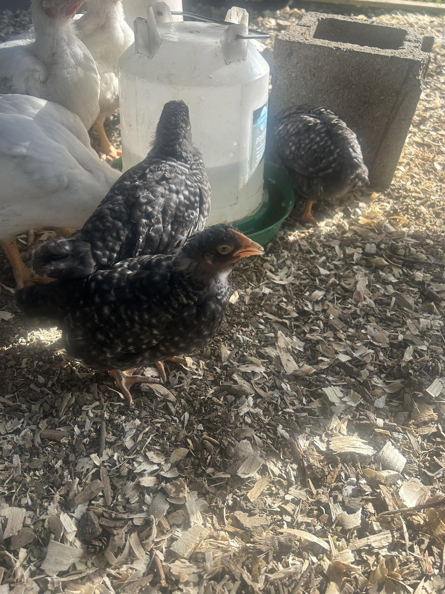 Appalachian Traders — farm life and homesteading